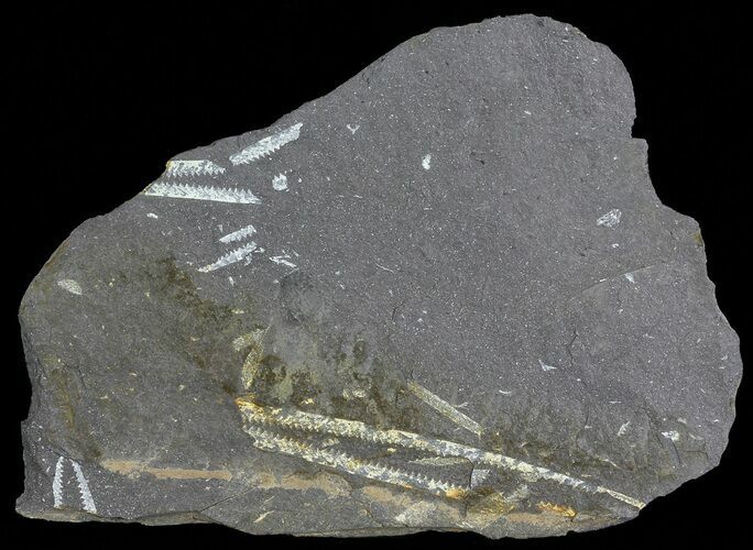 Fossil Graptolites (Didymograptus) - Great Britain #66615